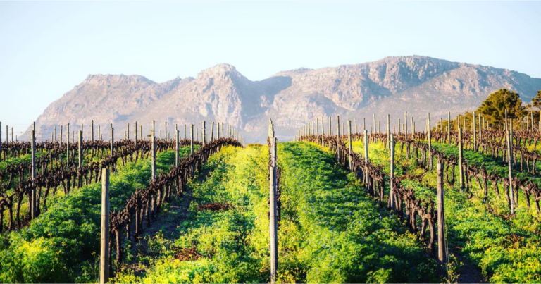 10 Great things to do in Constantia