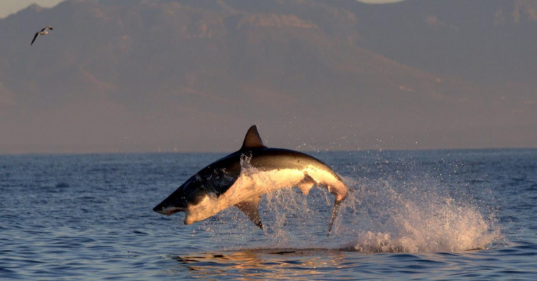 shark diving cape town