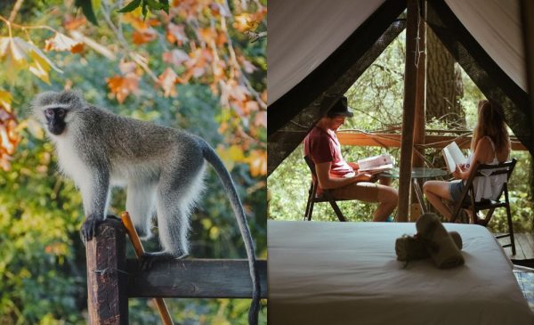 A collage of a monkey and a couple in a Deep Forest Glamping Tent at Peace of Eden in Knysna