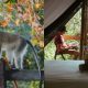 A collage of a monkey and a couple in a Deep Forest Glamping Tent at Peace of Eden in Knysna