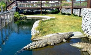 Crocodiles at Afrikanos in Danger Point