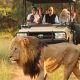 A lion in front of group of people on a game drive at Honeyguide Tented Safari Camp in the Entabeni Game Reserve