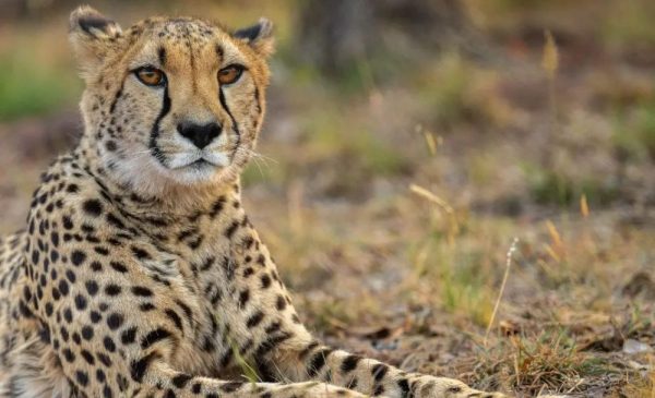 A Walking Tour for 1 Adult Around a Cheetah Conservation Project