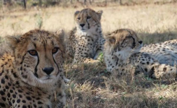 A Family Walking Tour Around a Cheetah Conservation Project