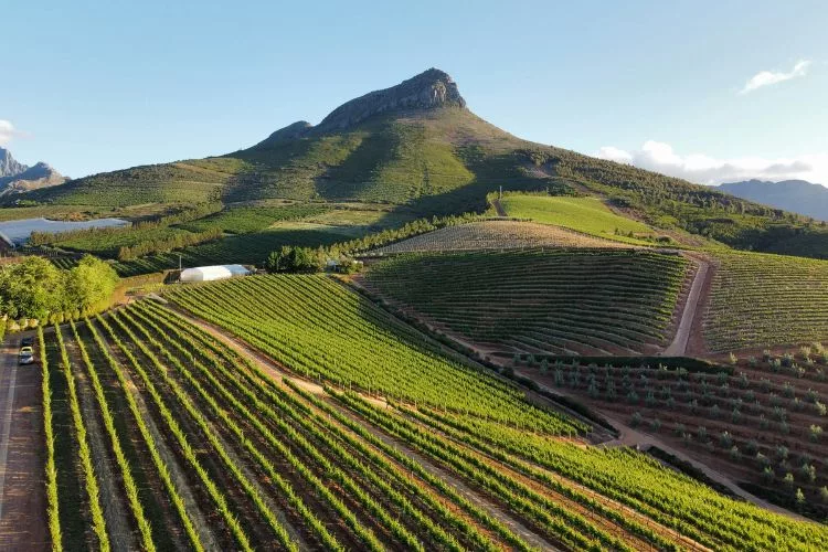 Travel Destinations in South Africa - Cape Winelands