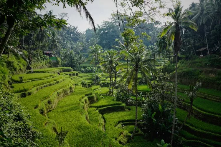 Tegelalang rice terraces north of Ubud, Tegelalang, Bali - Niklas Weiss on