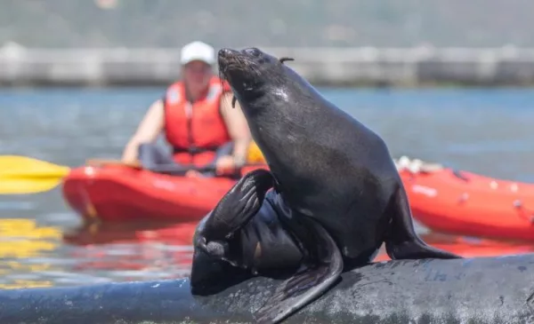 Kayaking