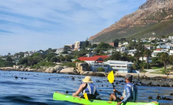 Kayaking with the Penguins for 1 in Simon's Town