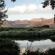 Cedar
