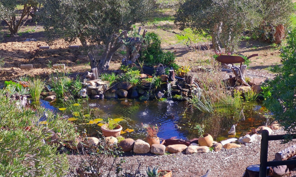 Tilapia Lodge (7)