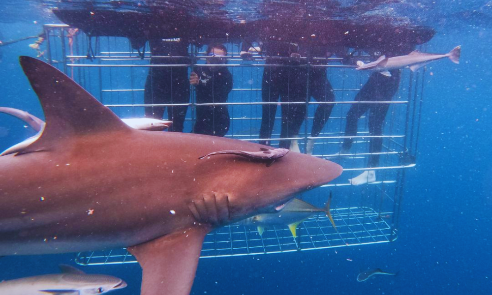 White Shark Divers (3)