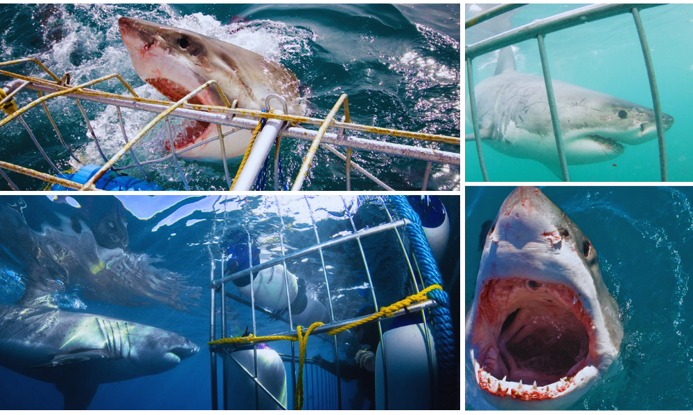 White Shark Divers (4)