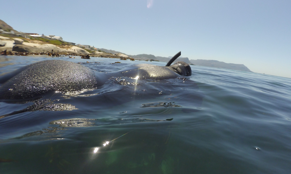 African Ocean Adventures (10)